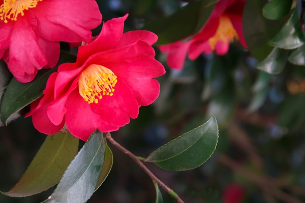 Garden-Center-Images/Shrubs-Camellias1.jpg